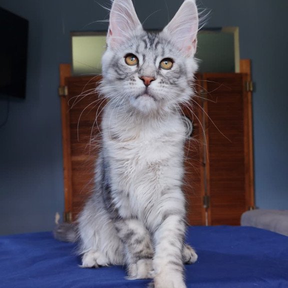 Maine Coon NOV Rachel
