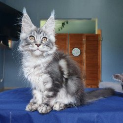 Maine Coon NOV Runa