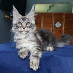 Maine Coon NOV Runa