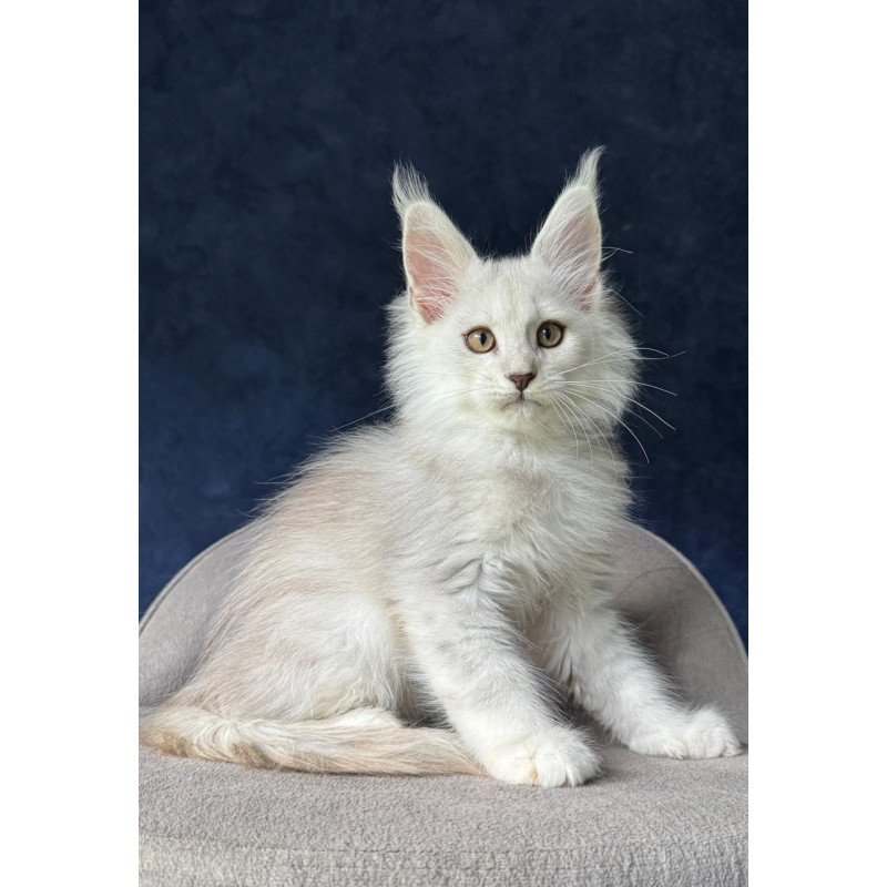 Maine Coon NOV Yin