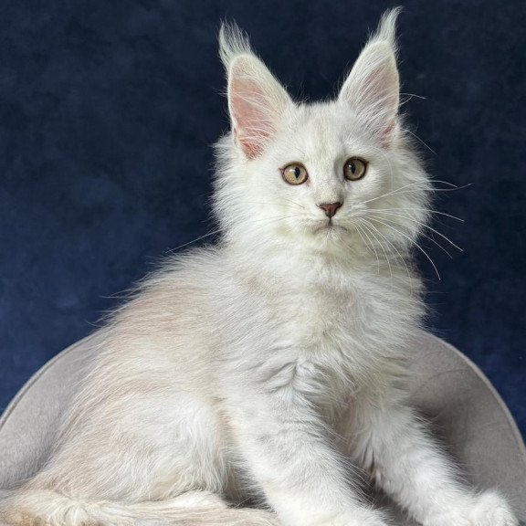 Maine Coon NOV Yin