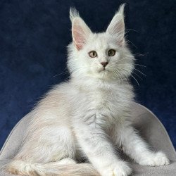 Maine Coon NOV Yin