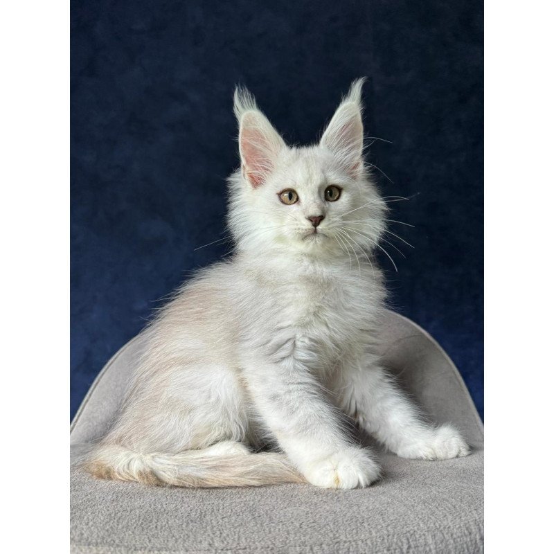 Maine Coon NOV Yin