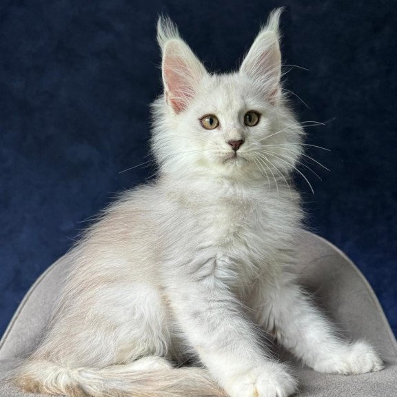 Maine Coon NOV Yin