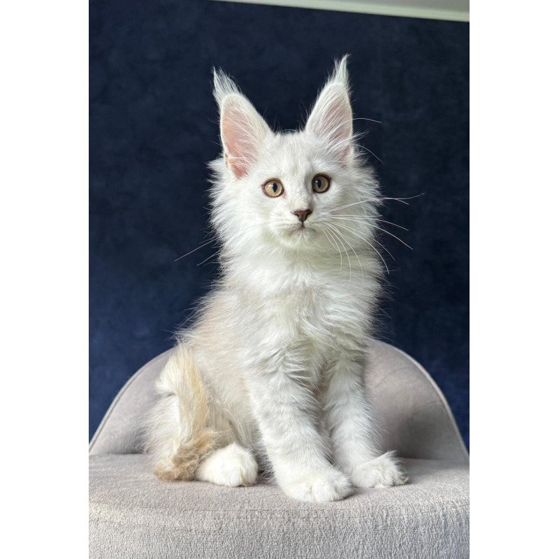 Maine Coon NOV Yin