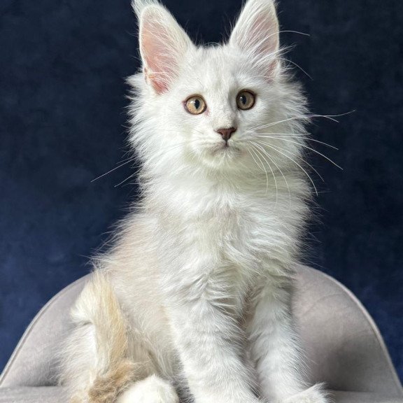 Maine Coon NOV Yin