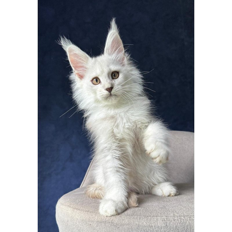 Maine Coon NOV Yin
