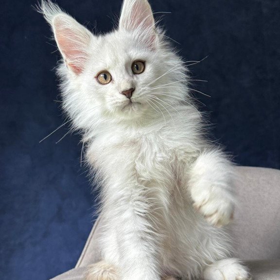 Maine Coon NOV Yin