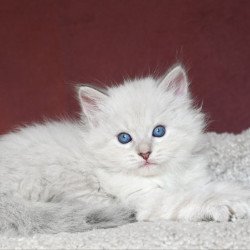 Siberian EZ Lazurit