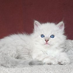 Siberian EZ Lazurit