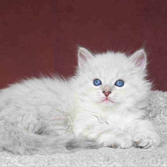 Siberian EZ Lazurit