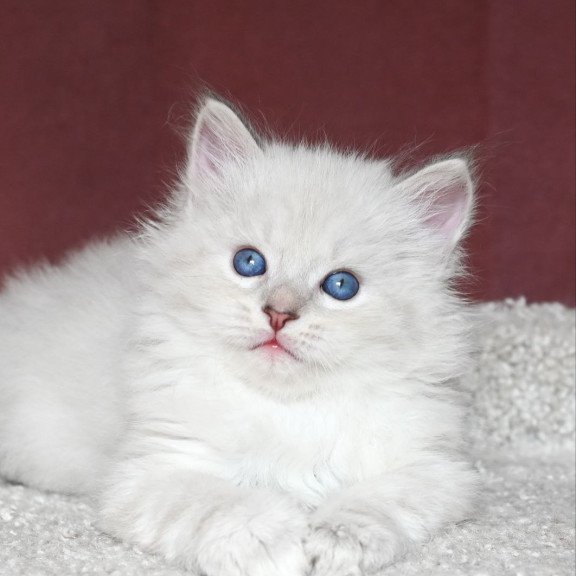 Siberian EZ Lazurit