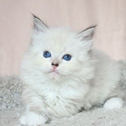 Siberian EZ Lana