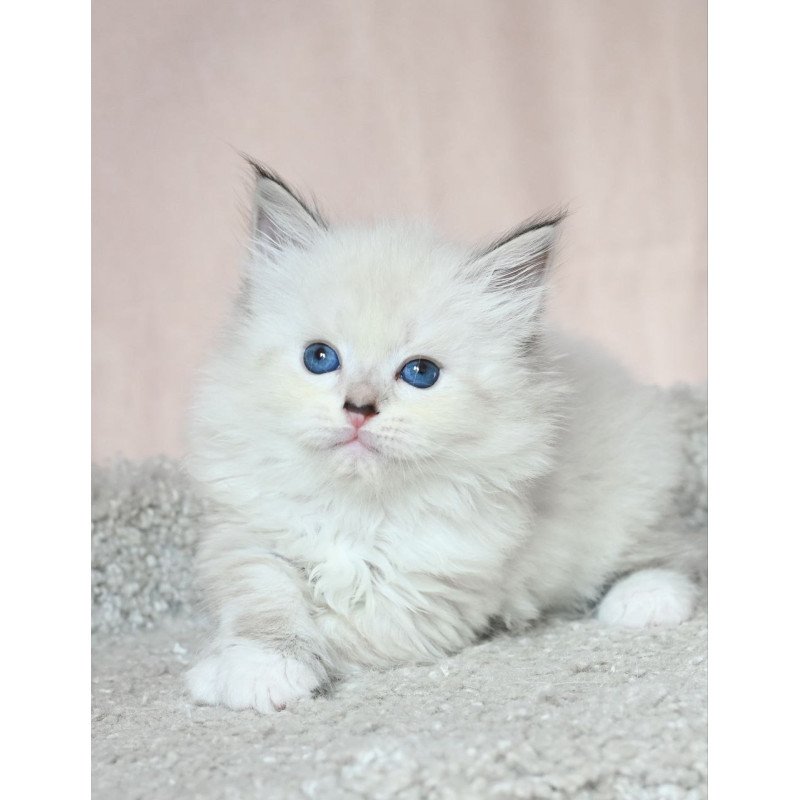 Siberian EZ Lana