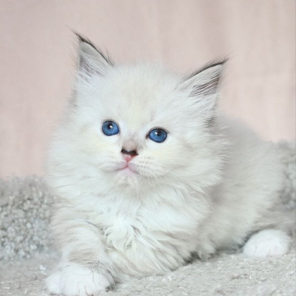 Siberian EZ Lana