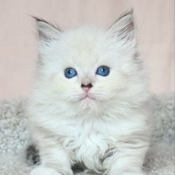 Siberian EZ Lana