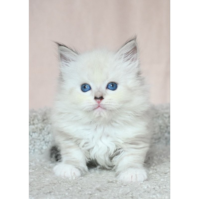 Siberian EZ Lana