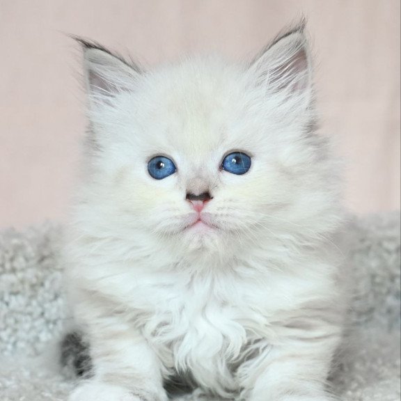 Siberian EZ Lana