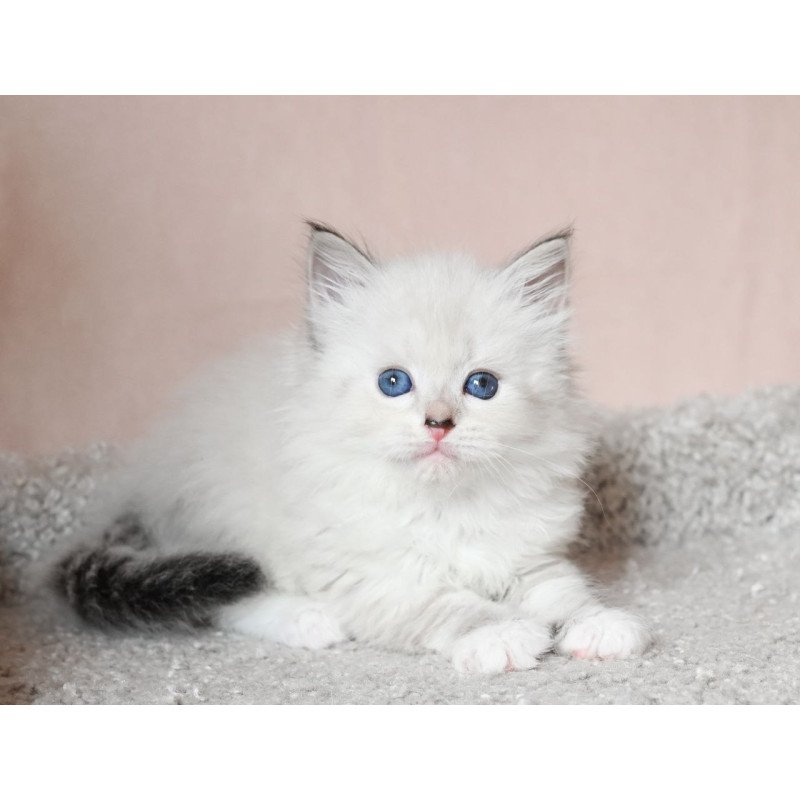 Siberian EZ Lana