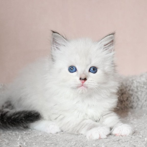 Siberian EZ Lana