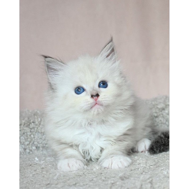 Siberian EZ Lana
