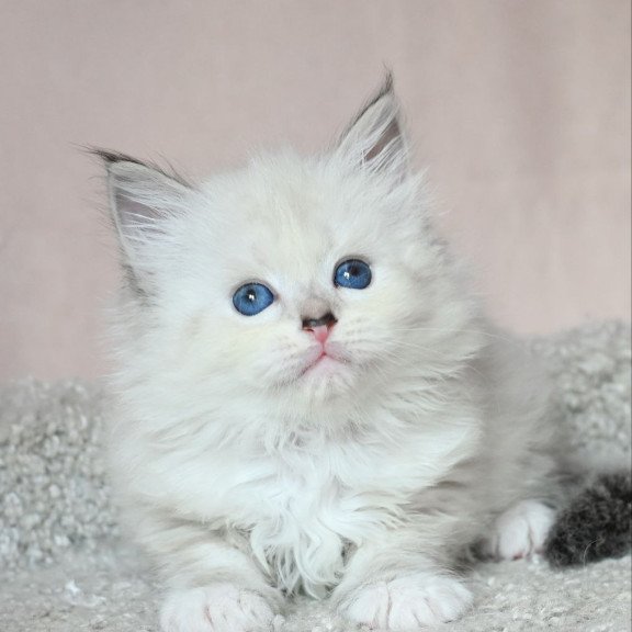 Siberian EZ Lana