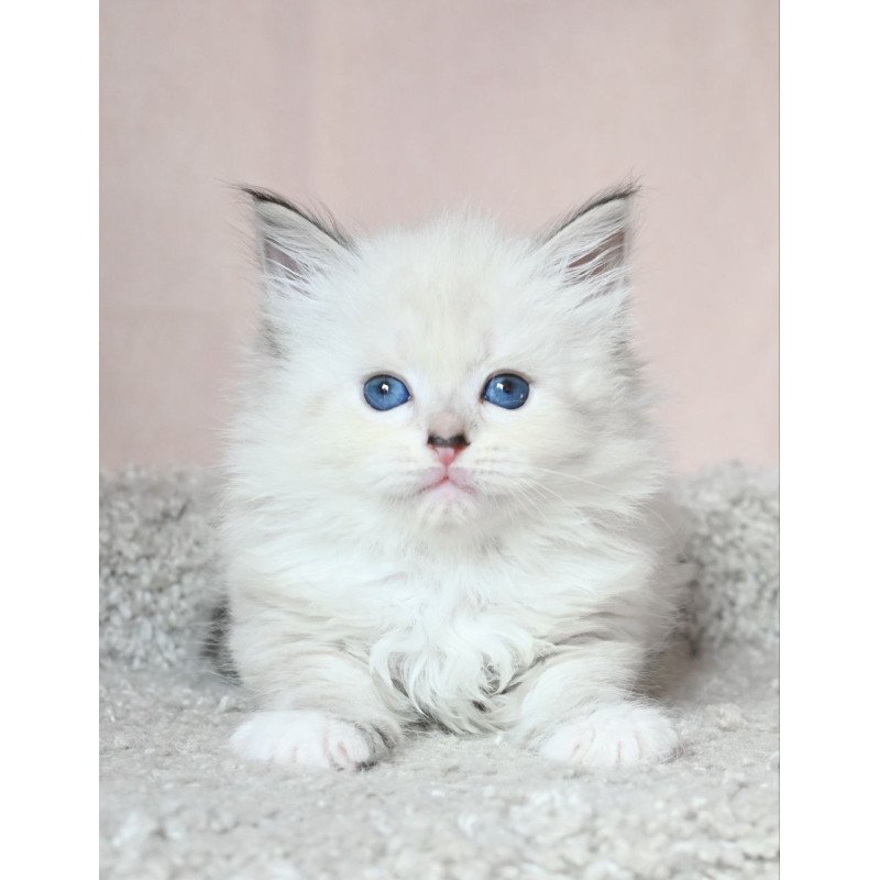 Siberian EZ Lana