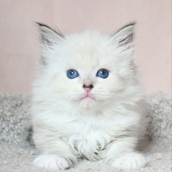 Siberian EZ Lana
