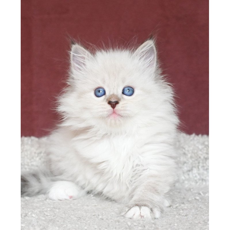 Siberian EZ Lion