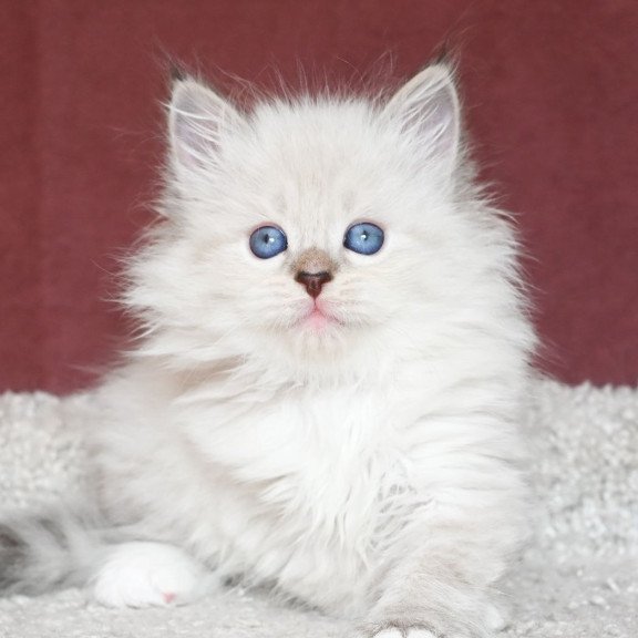 Siberian EZ Lion