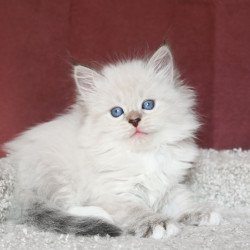 Siberian EZ Lion