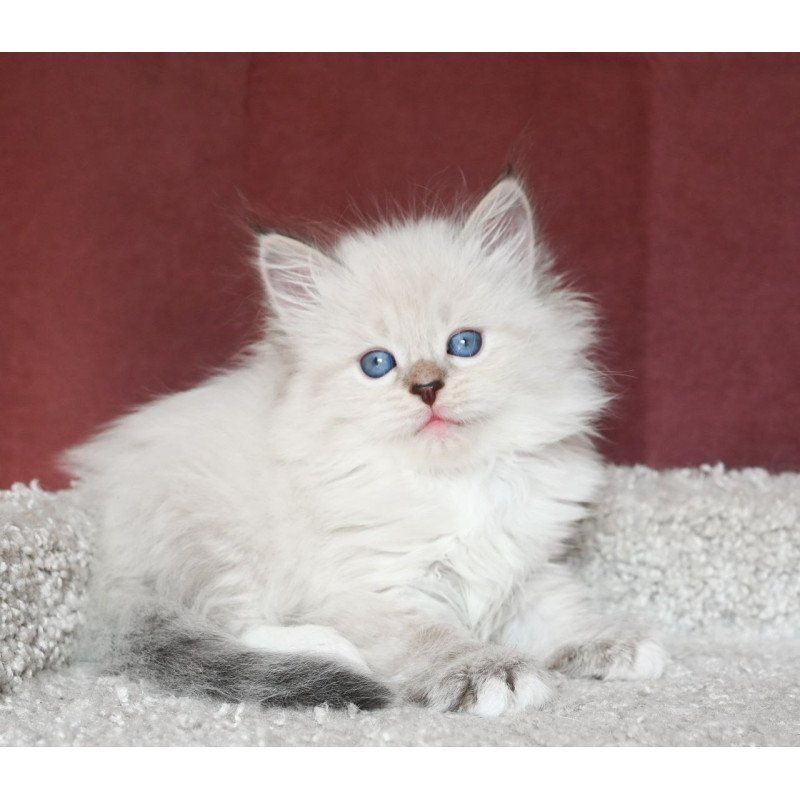 Siberian EZ Lion