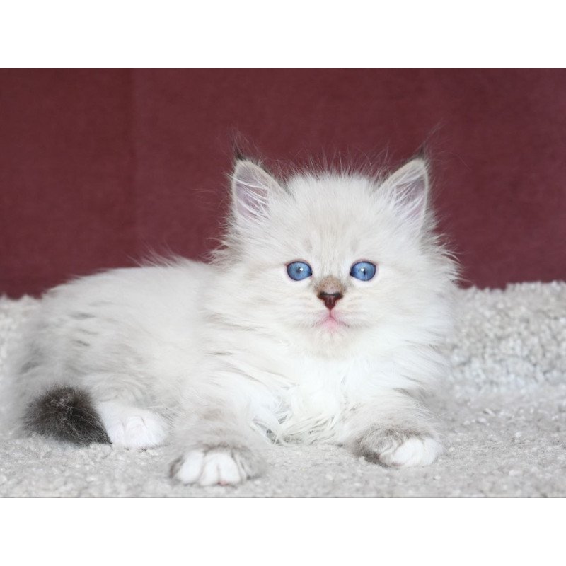 Siberian EZ Lion