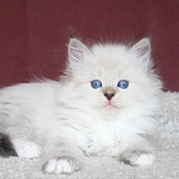 Siberian EZ Lion