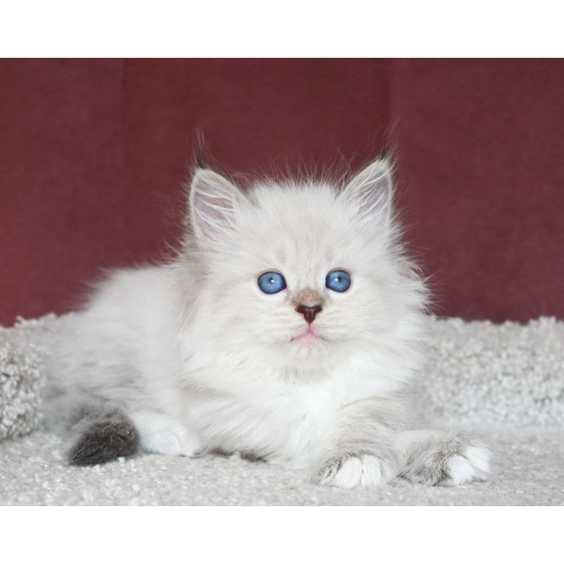 Siberian EZ Lion