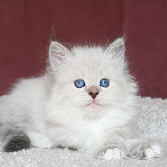 Siberian EZ Lion