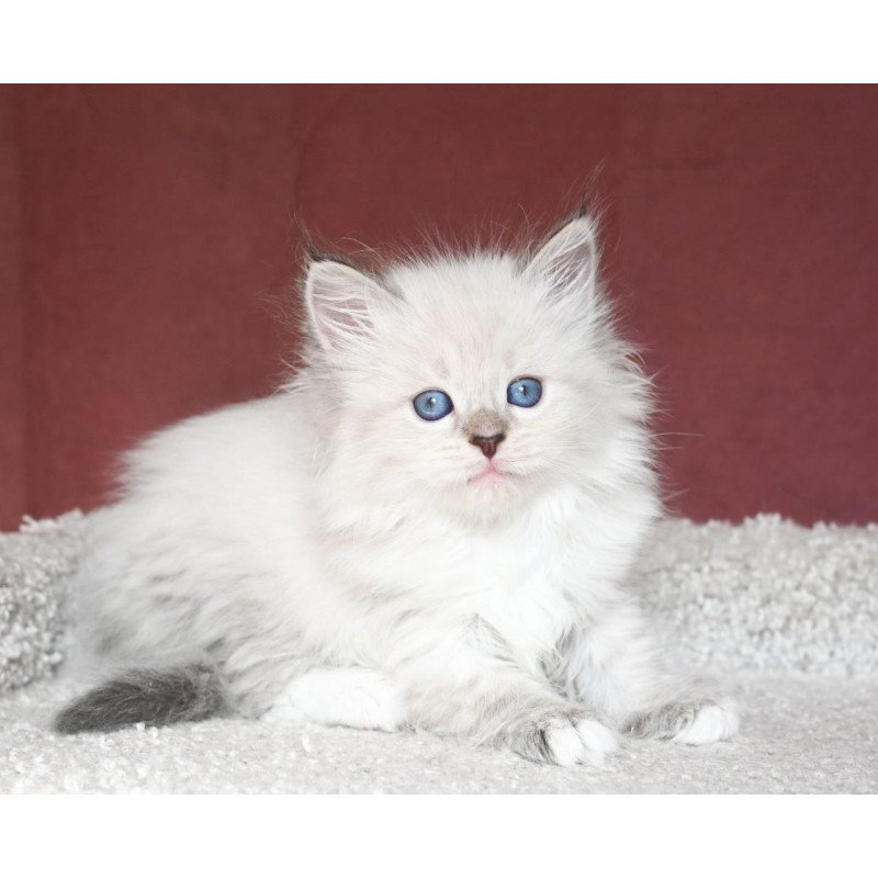 Siberian EZ Lion