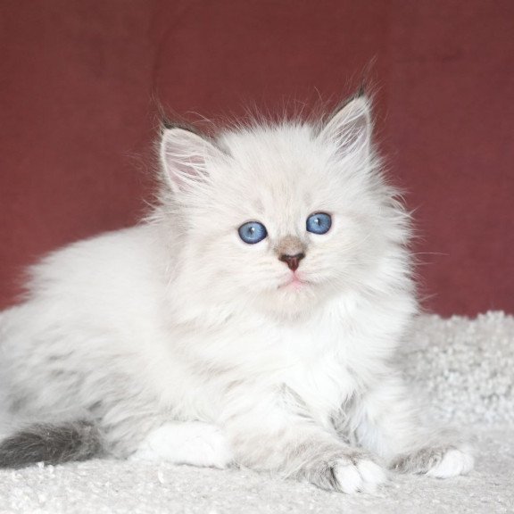 Siberian EZ Lion