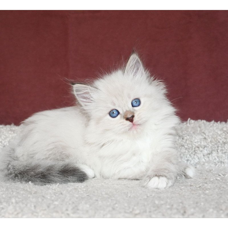 Siberian EZ Lion
