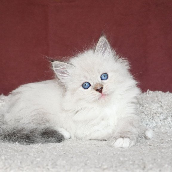 Siberian EZ Lion