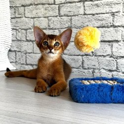 Abyssinian EZ Jambo