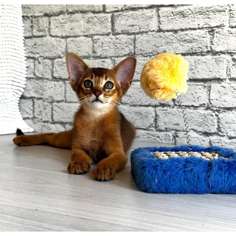 Abyssinian EZ Jambo