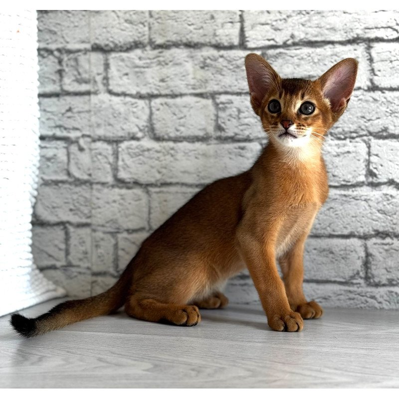 Abyssinian EZ Jambo