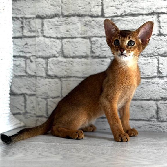 Abyssinian EZ Jambo