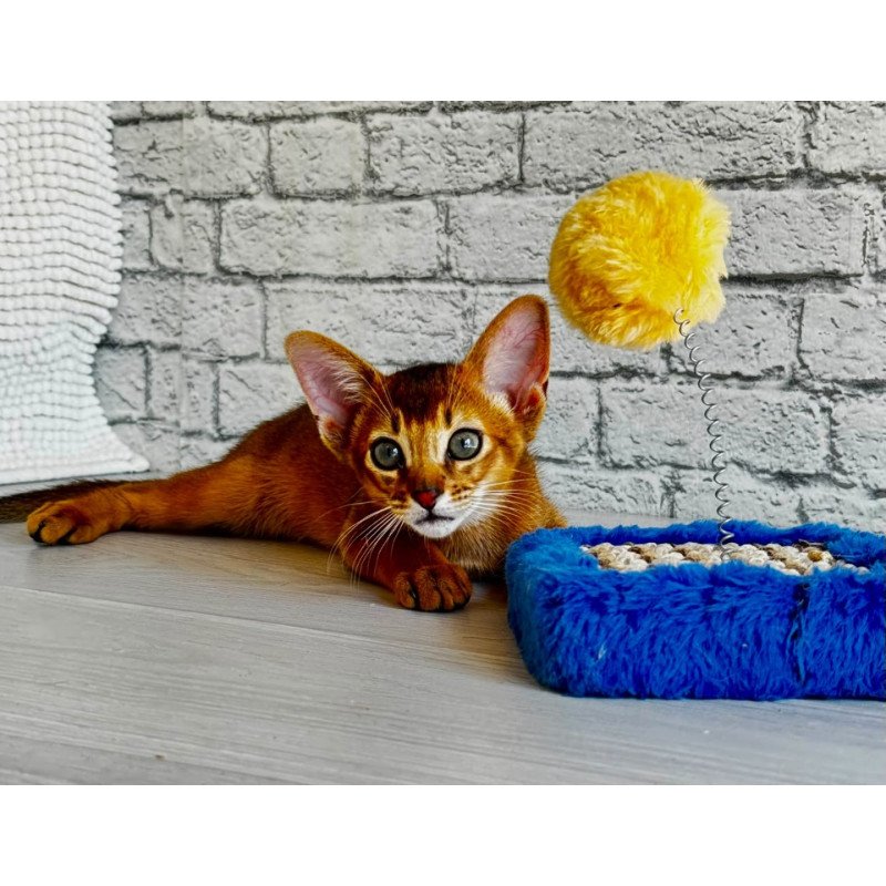 Abyssinian EZ Jambo