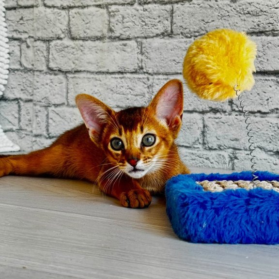 Abyssinian EZ Jambo