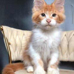 Maine Coon EZ Zahar