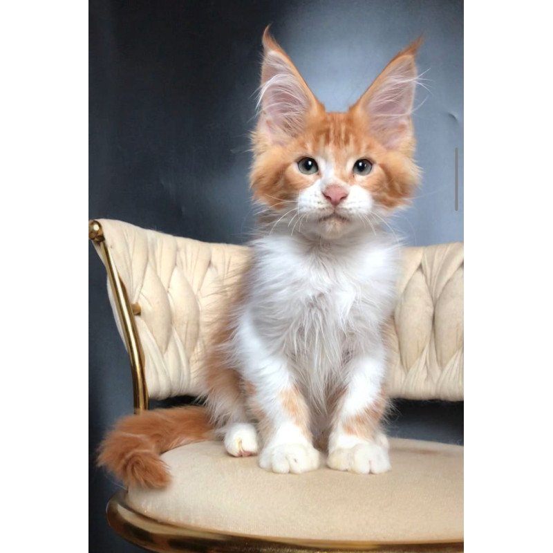 Maine Coon EZ Zahar