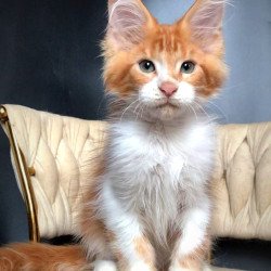 Maine Coon EZ Zahar
