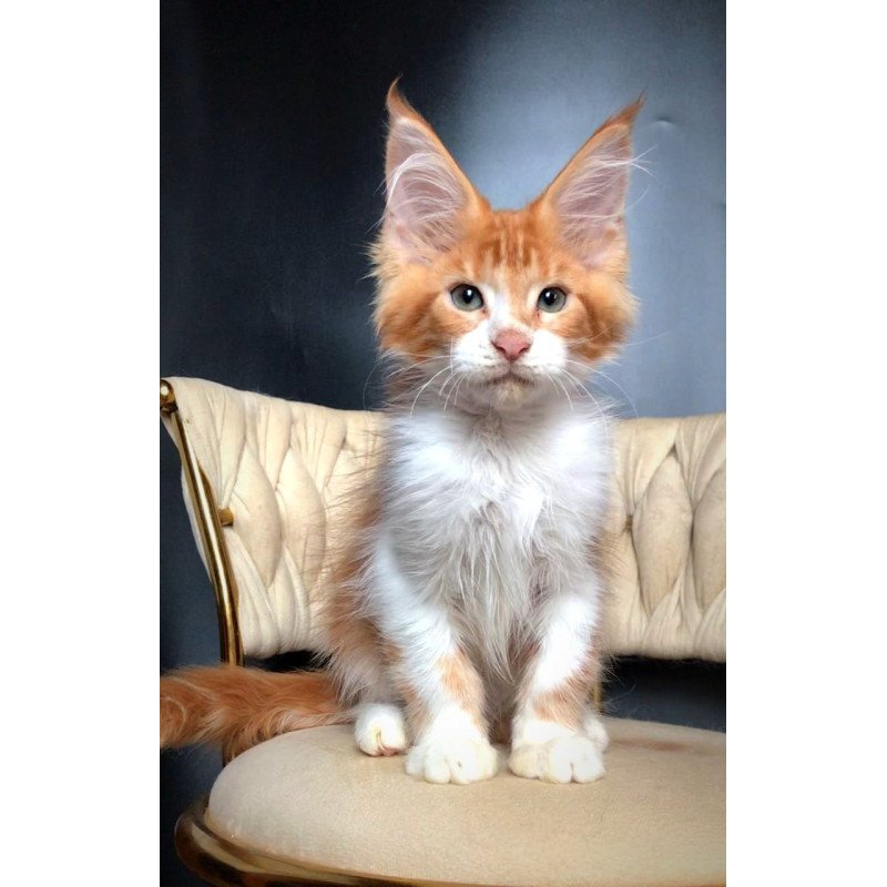 Maine Coon EZ Zahar